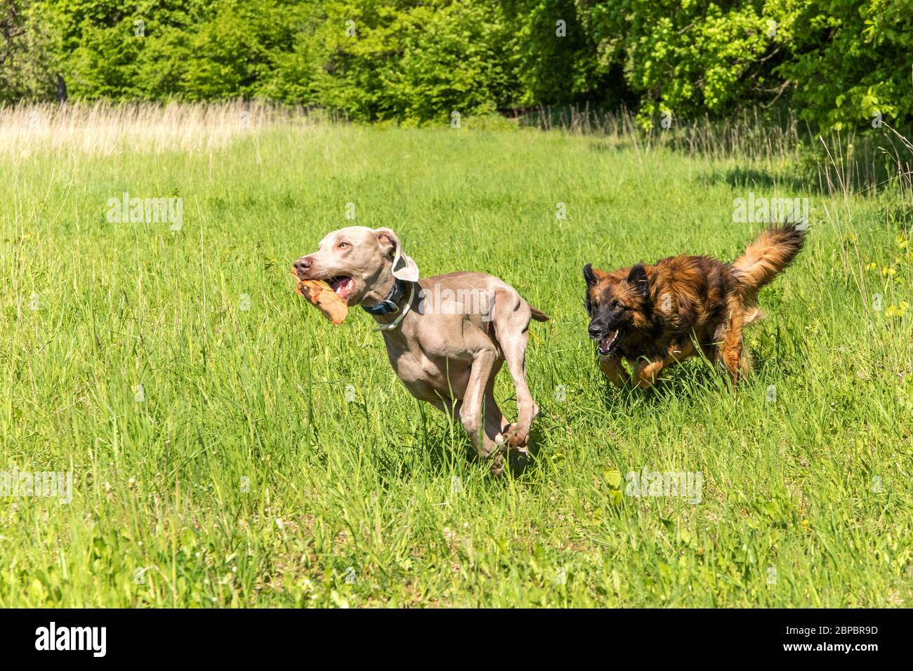 Cani felici che si divertono in un prato. Weimaraner e il cane da pastore  stanno correndo su un campo verde. Cani sani e felici Foto stock - Alamy