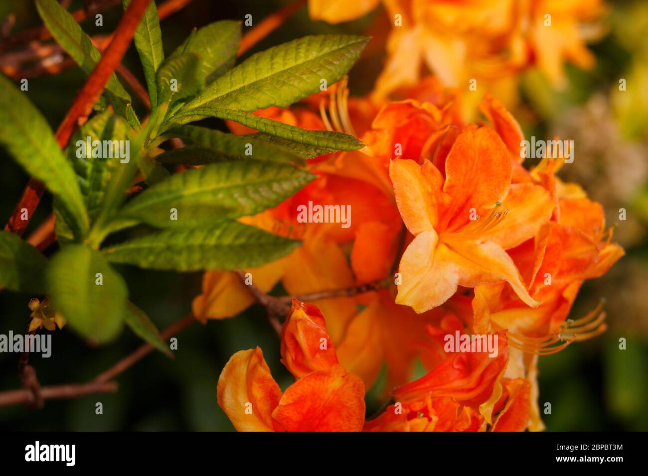 Devon, Regno Unito. Fiamma Azalea o Rhododendron calendulaceum. Foto Stock