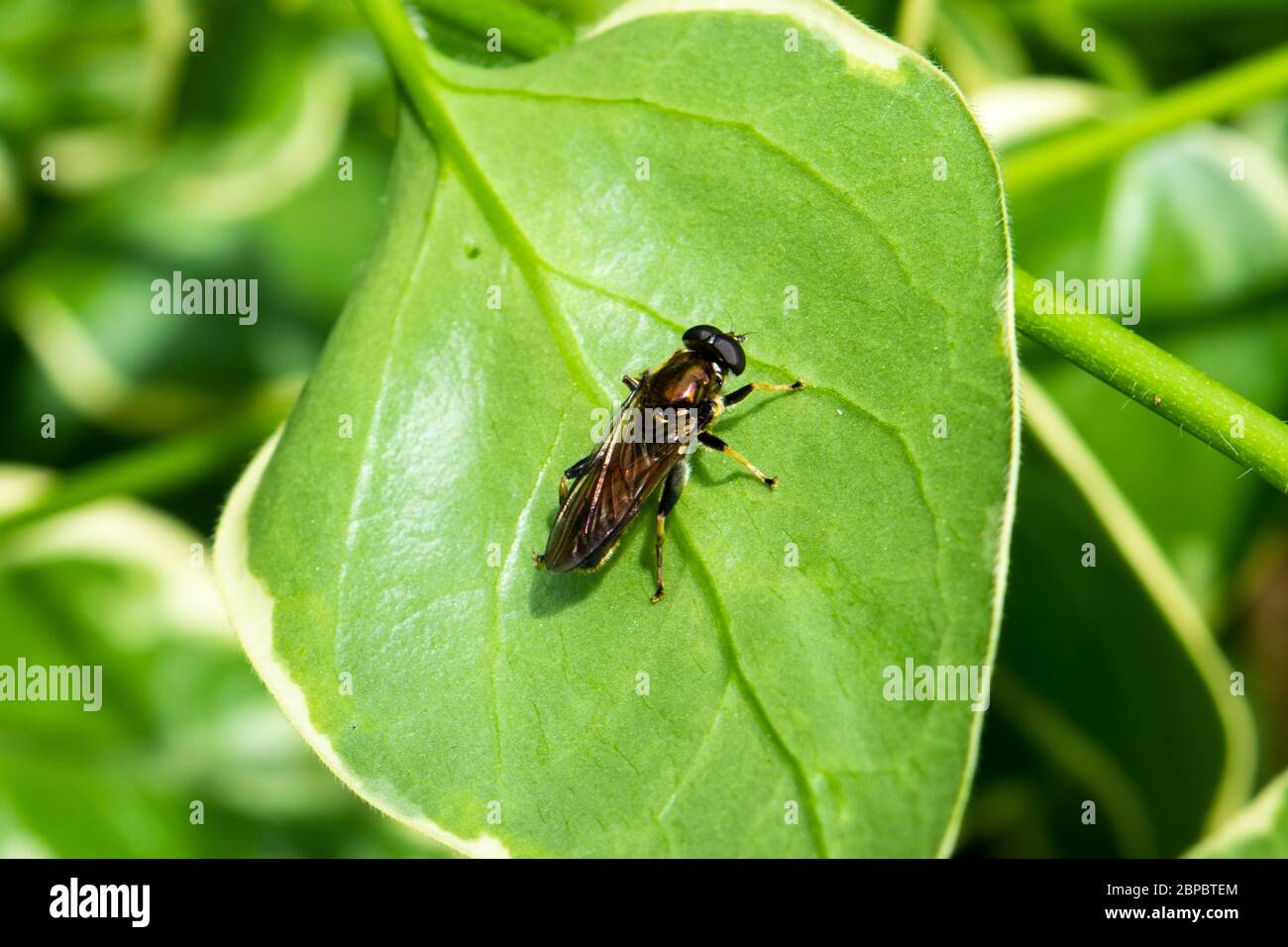 Un volone Xylota segnis con cintura arancione poggiato su una foglia di Euonymus-japonicus con il suo bordo bianco Foto Stock