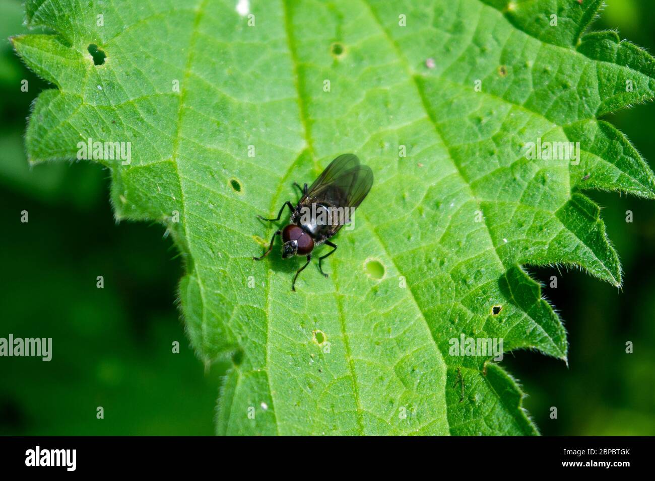 Un sorvolo del genere Platycheirus a riposo su una foglia di ortica che poggia Urtica dioica Foto Stock