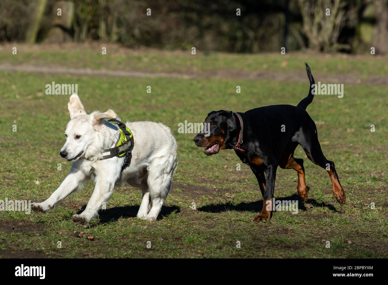Due cani, bianchi e neri che corrono e giocano insieme in un parco Foto Stock