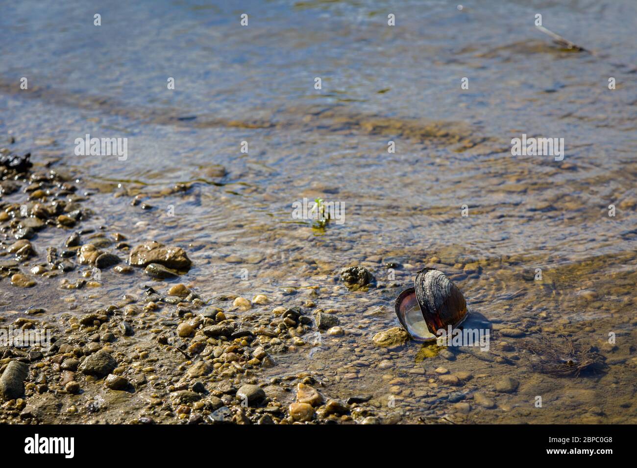 Unio crasso, il spesso fiume shelled mussel nel fiume Morava, al confine tra la Slovacchia e la Repubblica Ceca Foto Stock