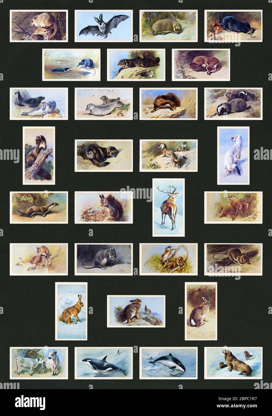 Carte da collezione 'British Mammals' (set completo del 30, 1982, vedi informazioni aggiuntive), emesse da Grandee Cigars, John Player & Sons (Imperial Tobacco) Foto Stock