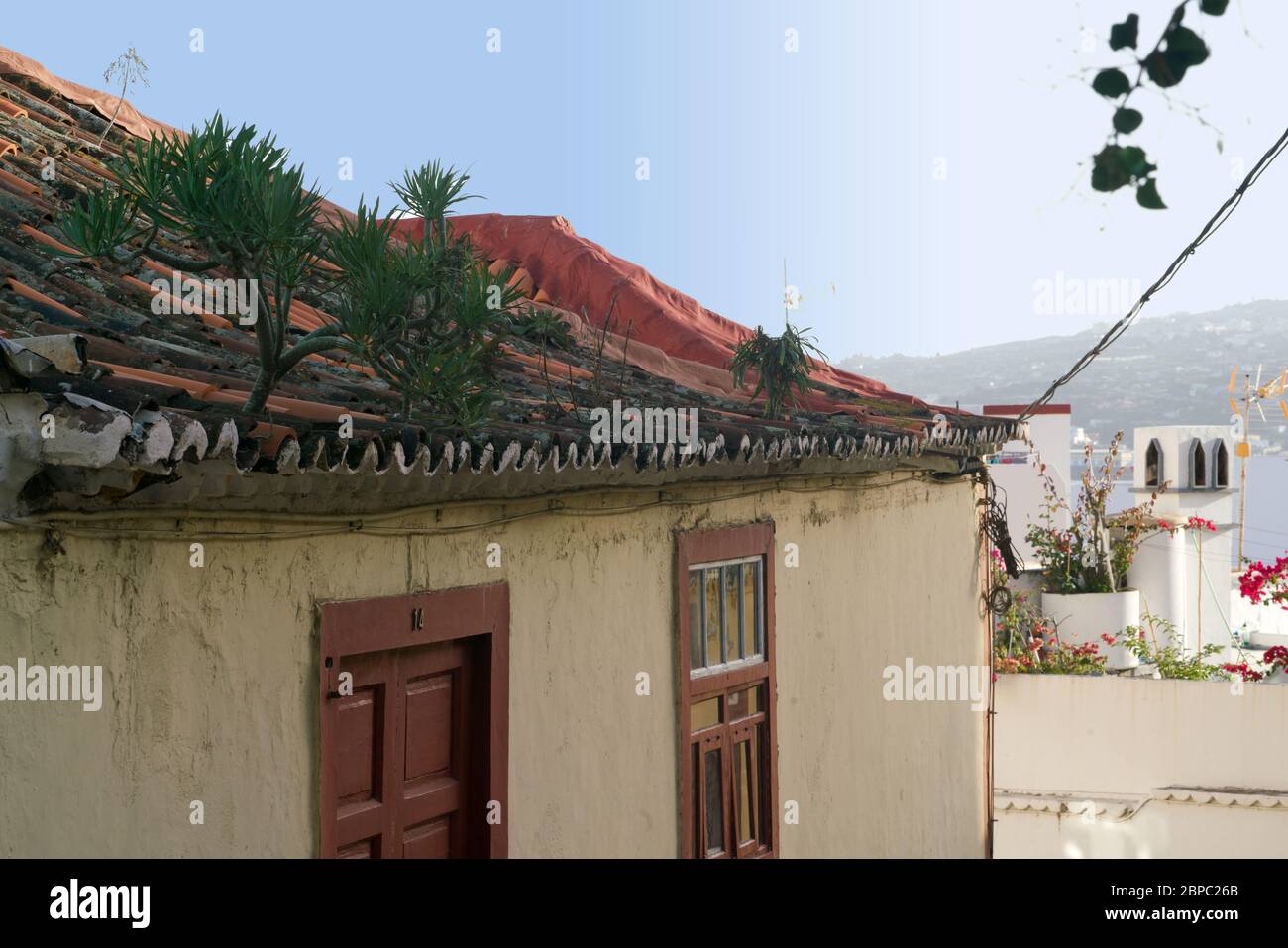 albero del drago che cresce su un tetto rosso di Santa Cruz de la Palma Foto Stock