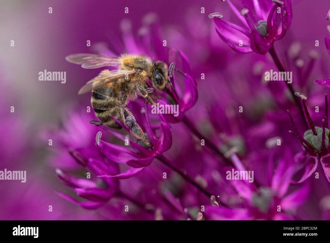Un'ape di miele che raccoglie polline da un fiore di allio. Foto Stock