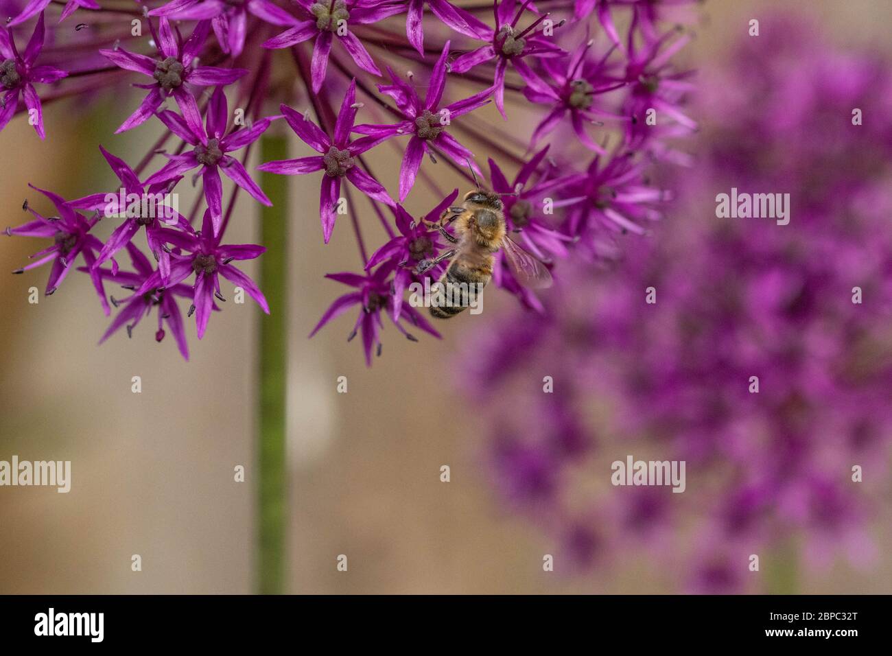 Un'ape di miele che raccoglie polline da un fiore di allio. Foto Stock