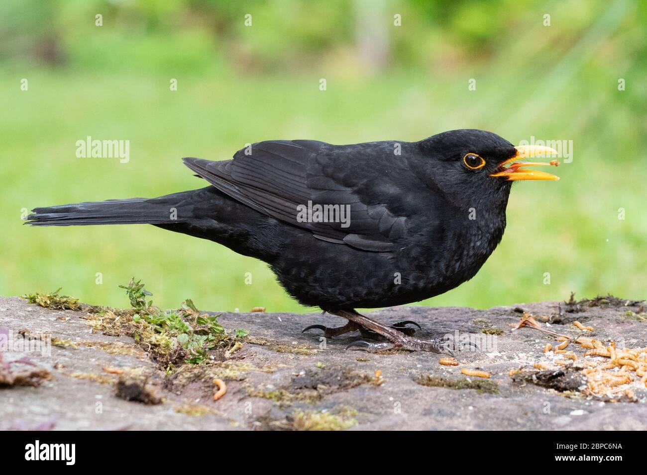 Lingua di uccello nero maschile visibile mentre si mangia i mali - Scozia, Regno Unito Foto Stock