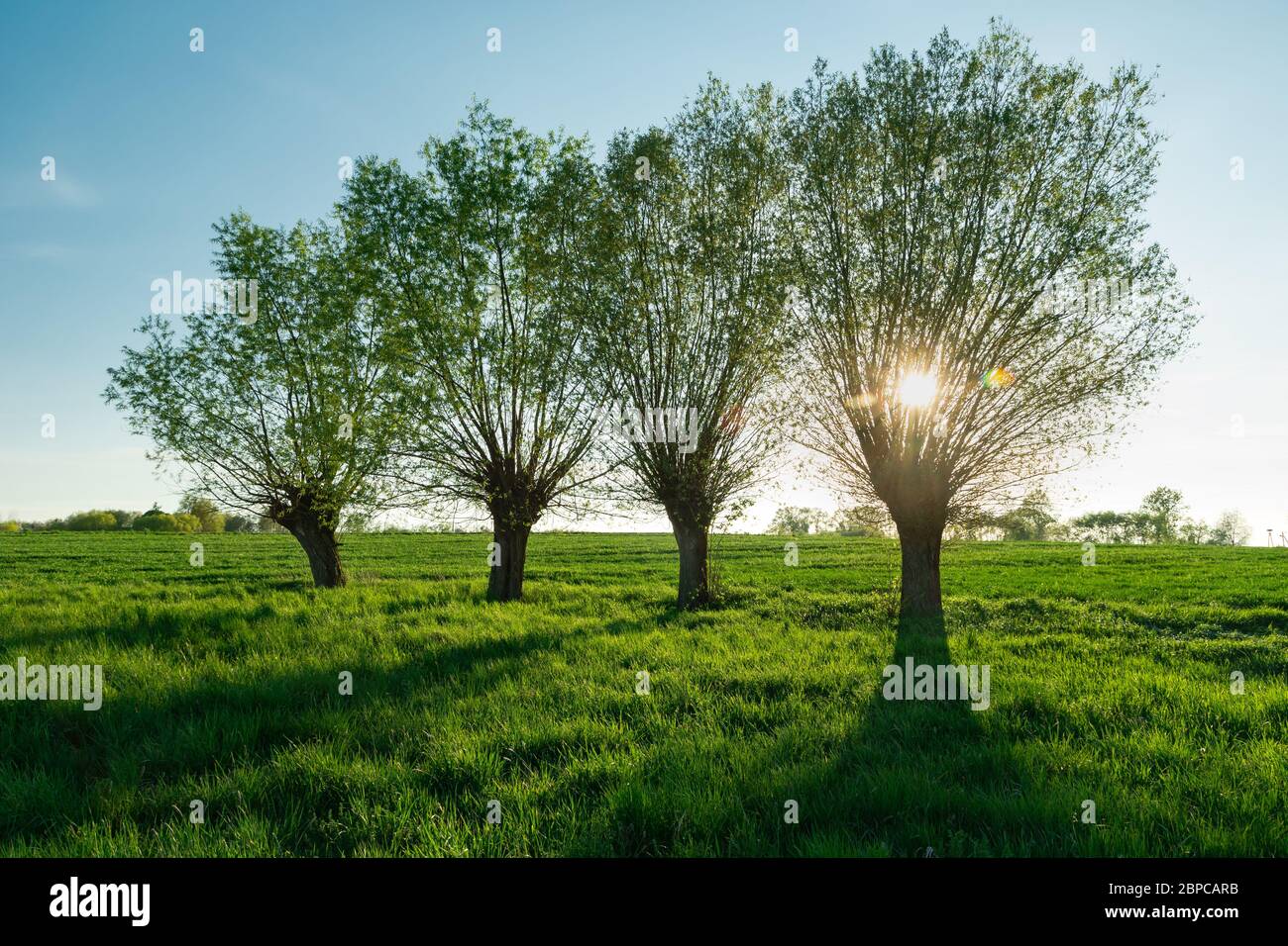 Il sole dietro gli alberi di salice e un prato verde, vista primavera Foto Stock