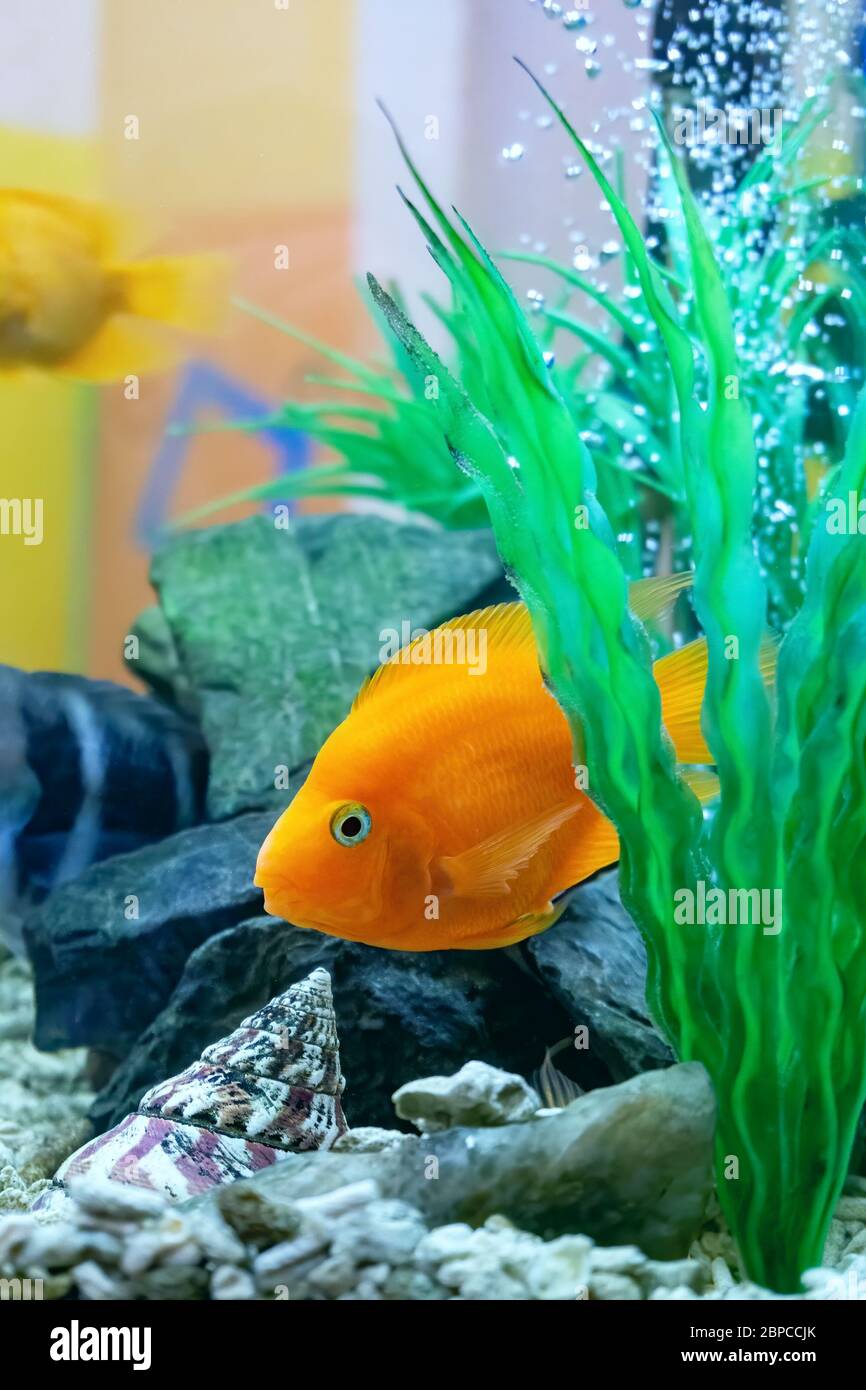 colorato bel pesce pappagallo rosso nascosto tra alghe in un acquario di  casa su uno sfondo di bolle in acqua Foto stock - Alamy