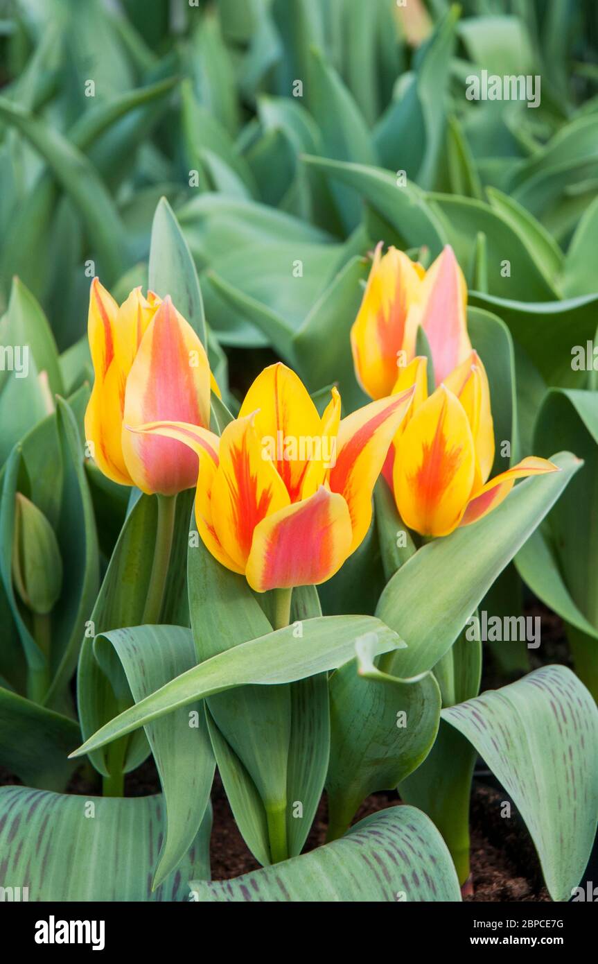 Gruppo di tulipa Zampa giallo con striature rosse. Un tulipano a forma di coppa appartenente al gruppo Greigii della Divisione tulipani 14 Foto Stock