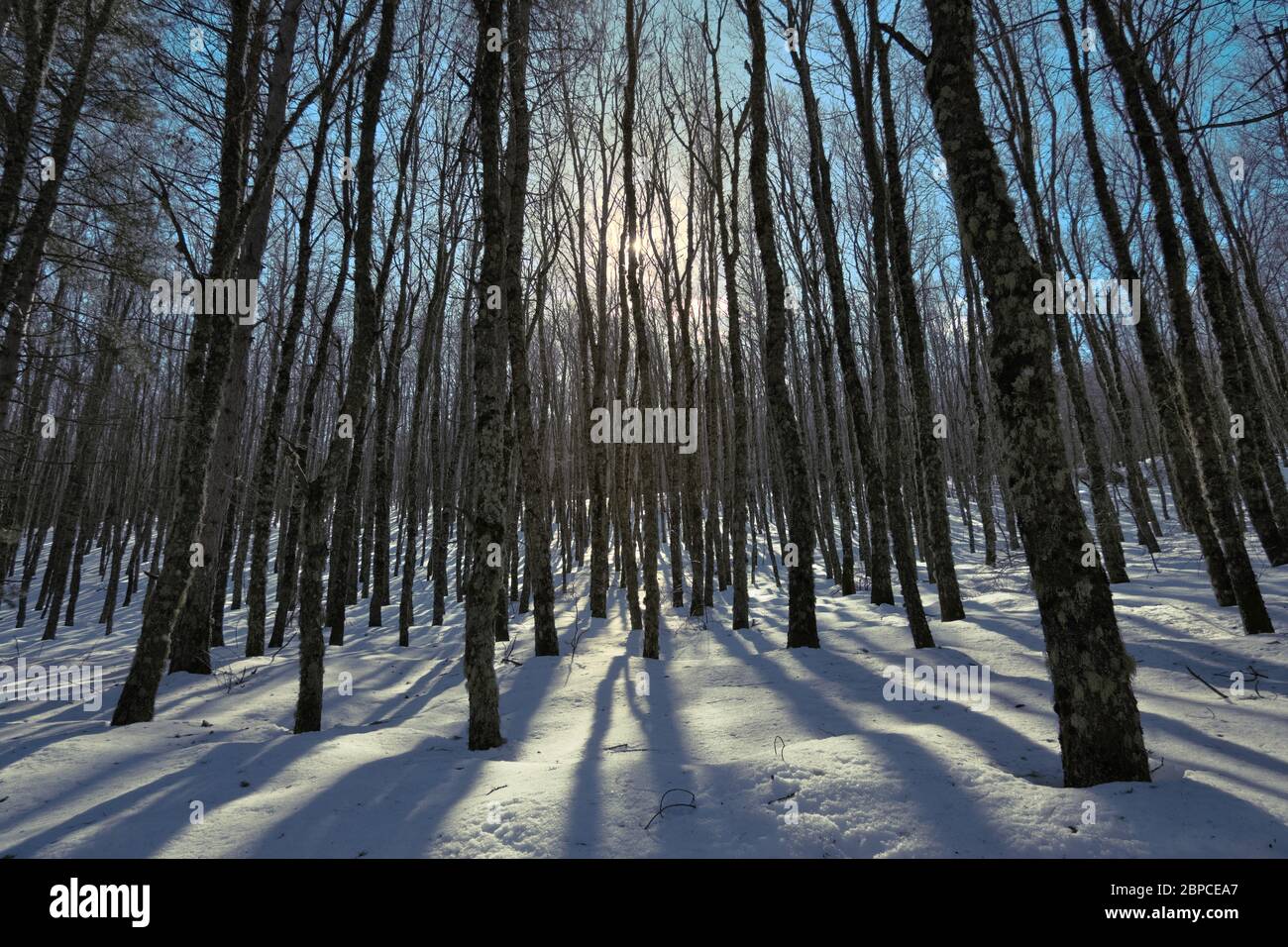 Inverno foresta retroilluminata alberi nei monti Nebrodi di Sicilia punto di riferimento naturale Foto Stock