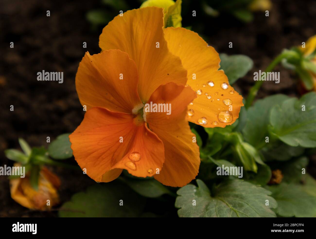 Viola tricolore con petali d'arancio. Fiori colorati di pansy giardino. Foto Stock