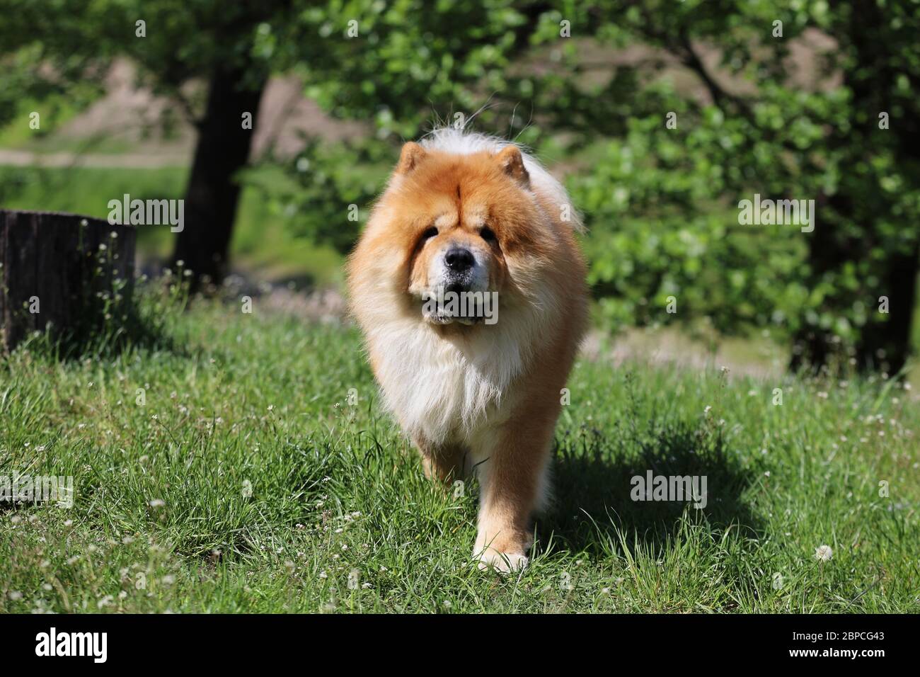 bel cane in purebred con capelli morbidi, chow chow Foto Stock