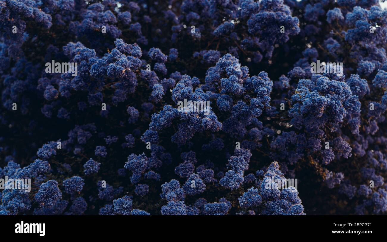 Primo piano sfondo blu lilla fiori. Fiore Zeanotus lilla cespuglio con fiori teneri. Tempo di fioritura della primavera. Colore blu classico alla moda. Banner largo Foto Stock
