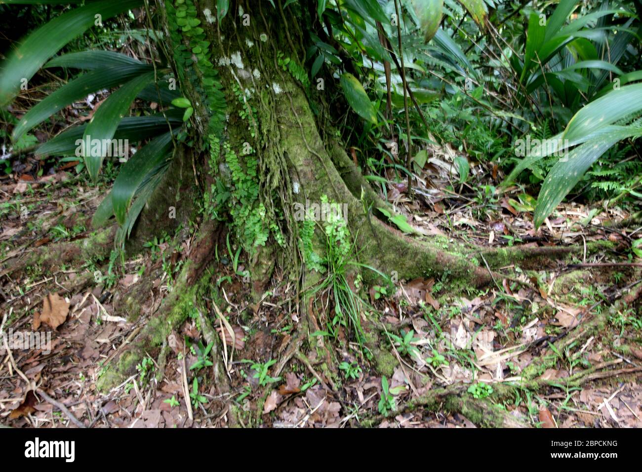 Grand Etang Forest Reserve Grenada Tree Roots Foto Stock