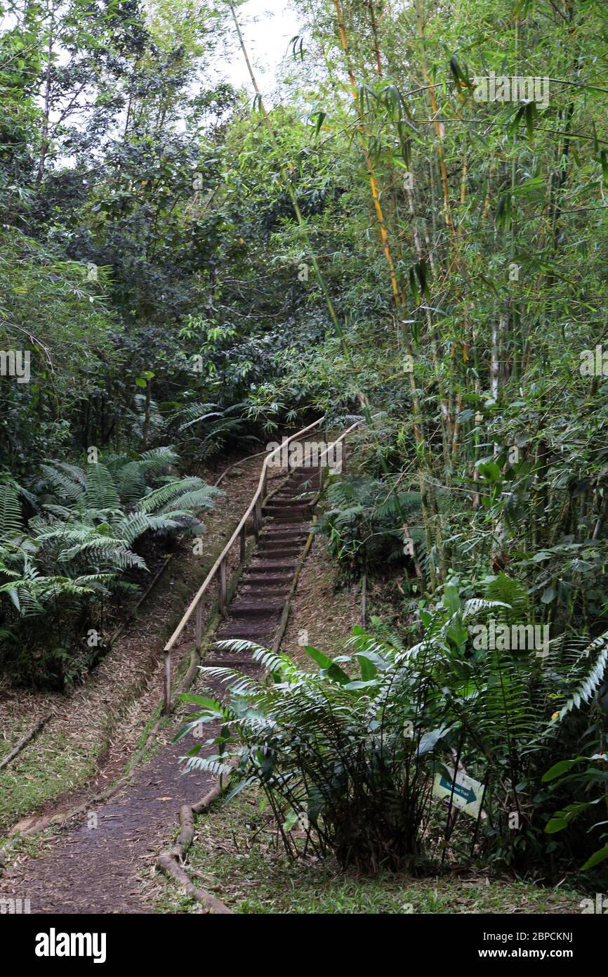 Riserva della foresta di Grand Etang Grenada Foto Stock