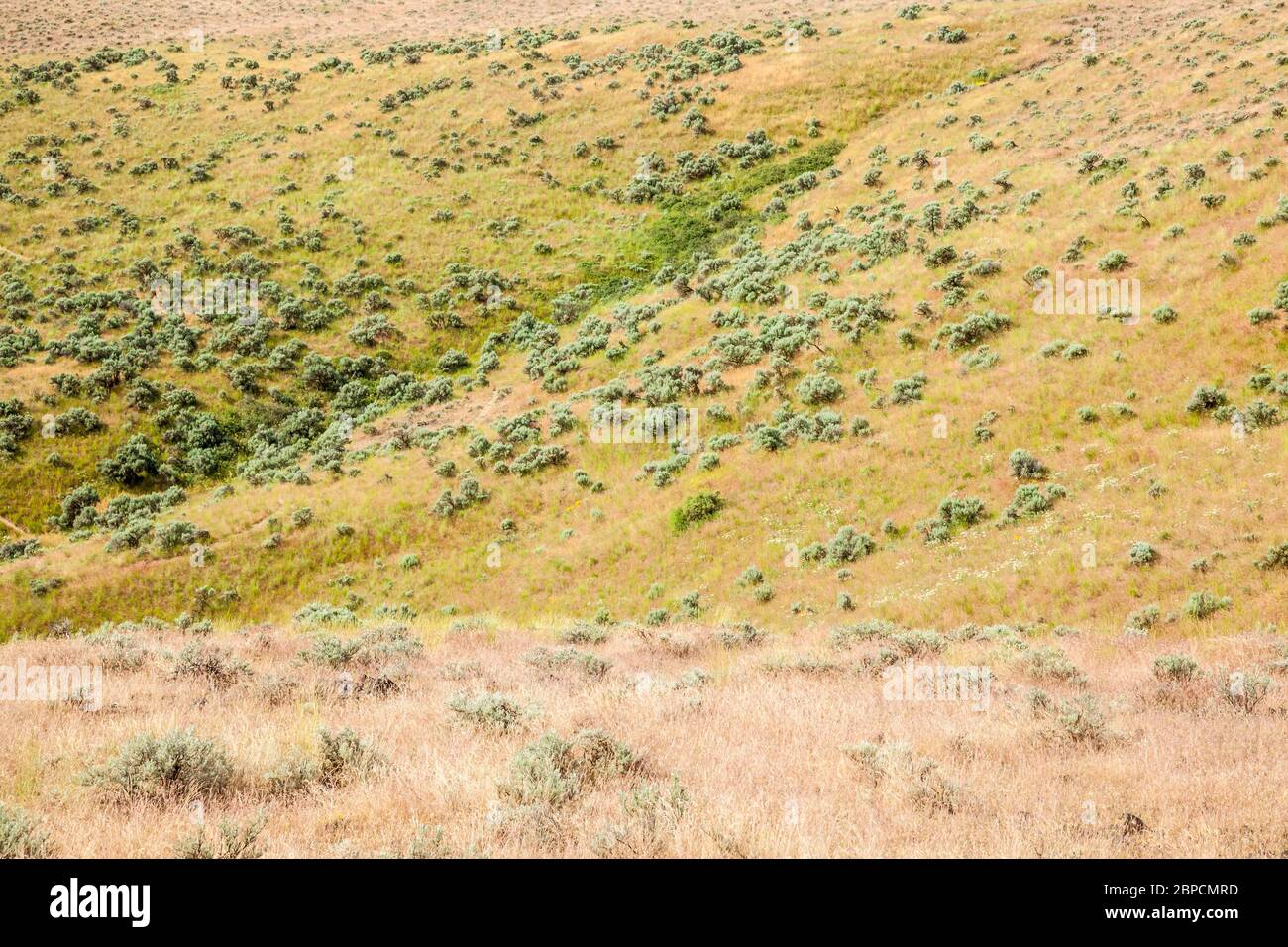 Salvia e colline coperte di erba, Beezley Hills fuori Ephrata, Washington, Stati Uniti. Foto Stock