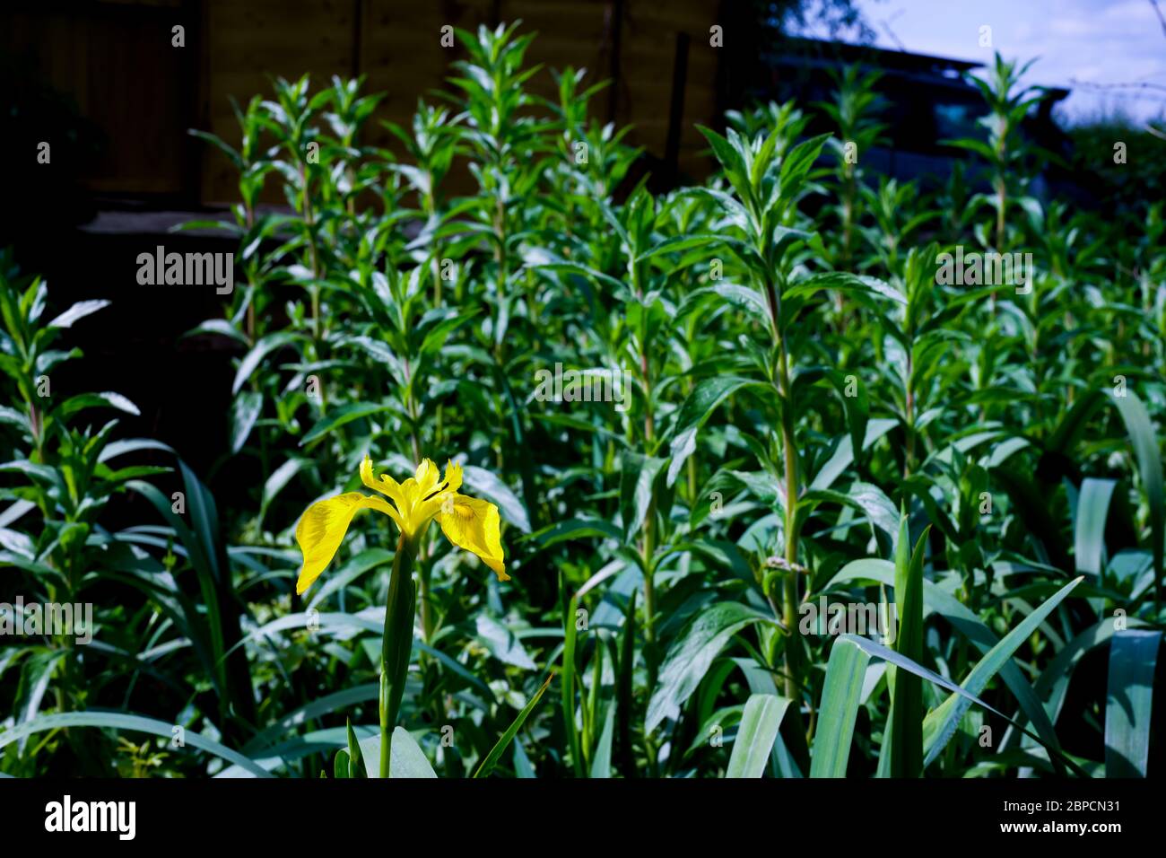 bel fiore giallo soleggiato, iris, tra un mare di verde, adatto per una tessera di compleanno con spazio per il testo Foto Stock