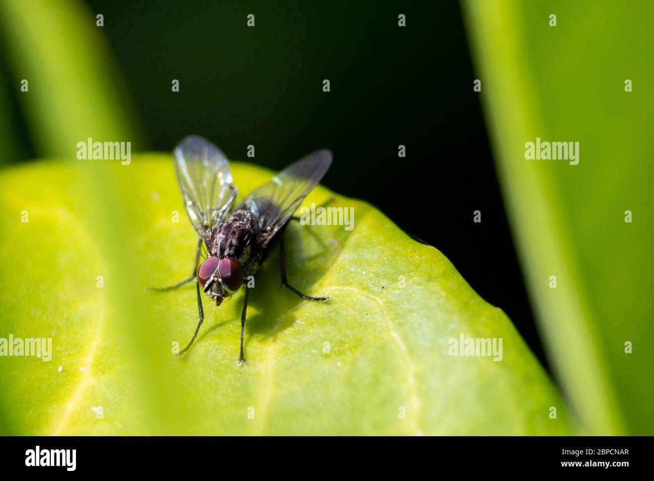 Primo piano di Fly su una foglia verde Foto Stock