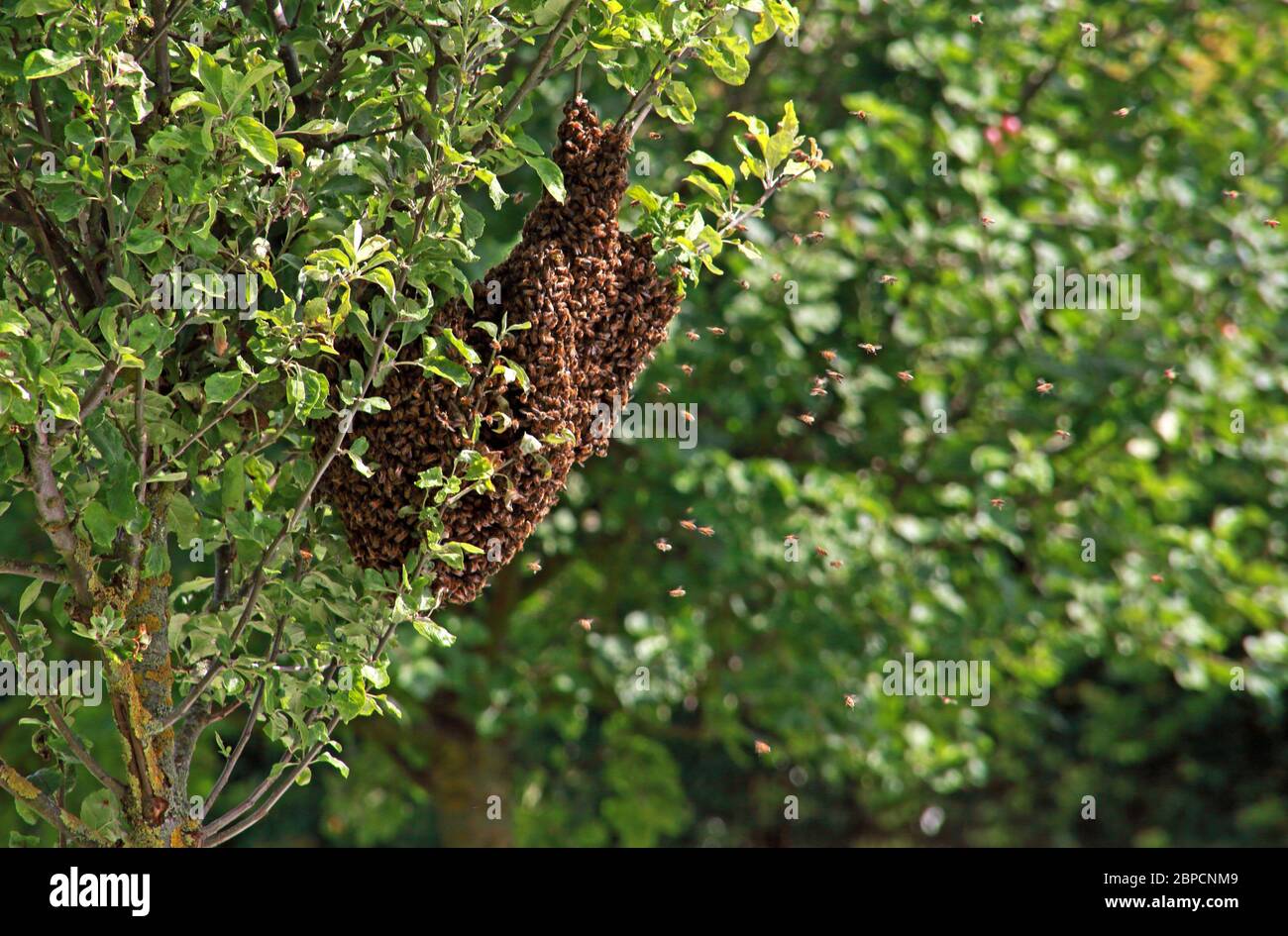 Bee swam su alberi di mele, in estate, Cheshire, Inghilterra, Regno Unito Foto Stock