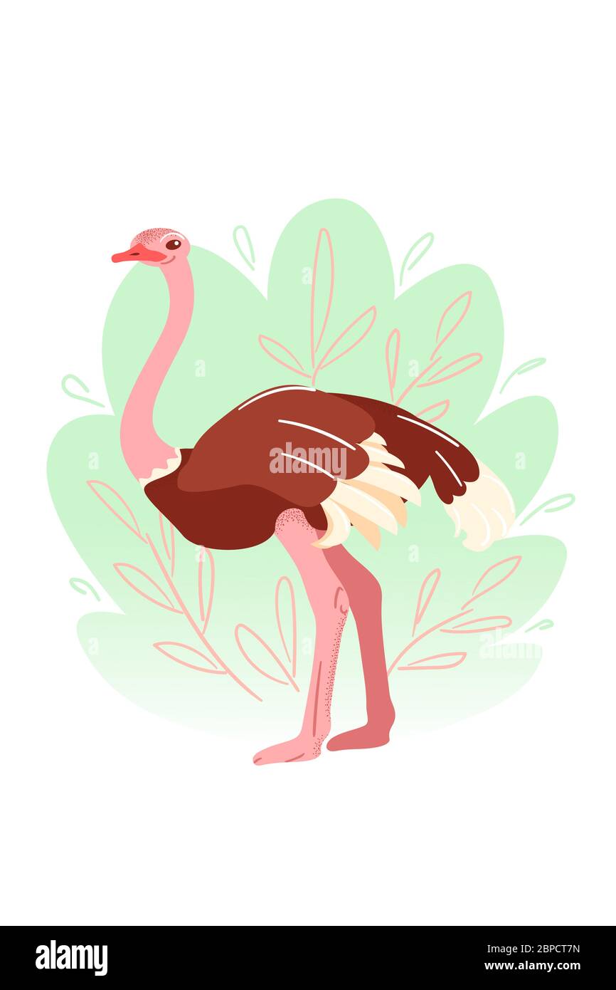 Struzzo in piano su sfondo bianco. Uccello australiano grande in illustrazione vettoriale di stile infantile. Bandiera isolata di cammello-uccello, scheda. Cartoon animali natura art. Zoo cartolina in pastello. Illustrazione Vettoriale