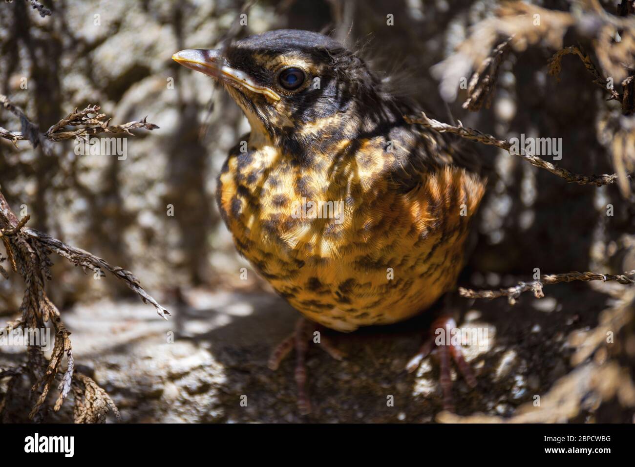 Una vista ravvicinata di un nascente Robin americano rosso breasted. Si nasconde sotto i rami, dal momento che lascia il nido prematuramente. Foto Stock