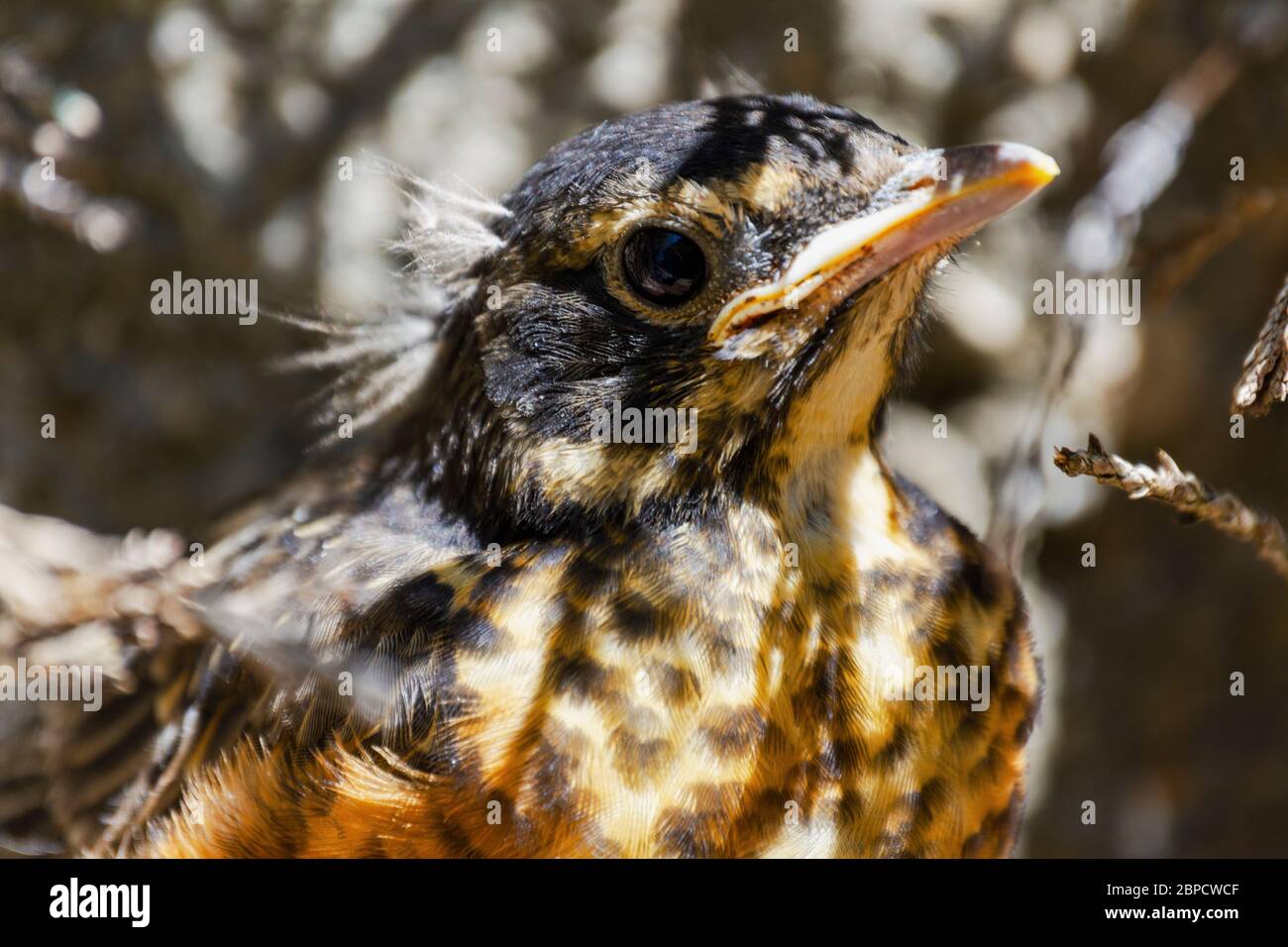 Una vista ravvicinata di un nascente Robin americano rosso breasted. Si nasconde sotto i rami, dal momento che lascia il nido prematuramente. Foto Stock