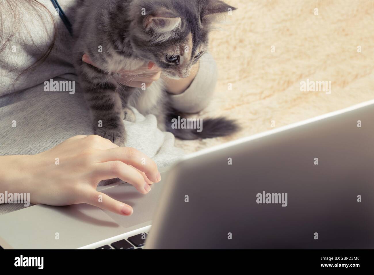 Ragazza che lavora su un computer portatile a casa sul divano con il suo gattino. Concetto di quarantena remota e freelance. Foto Stock