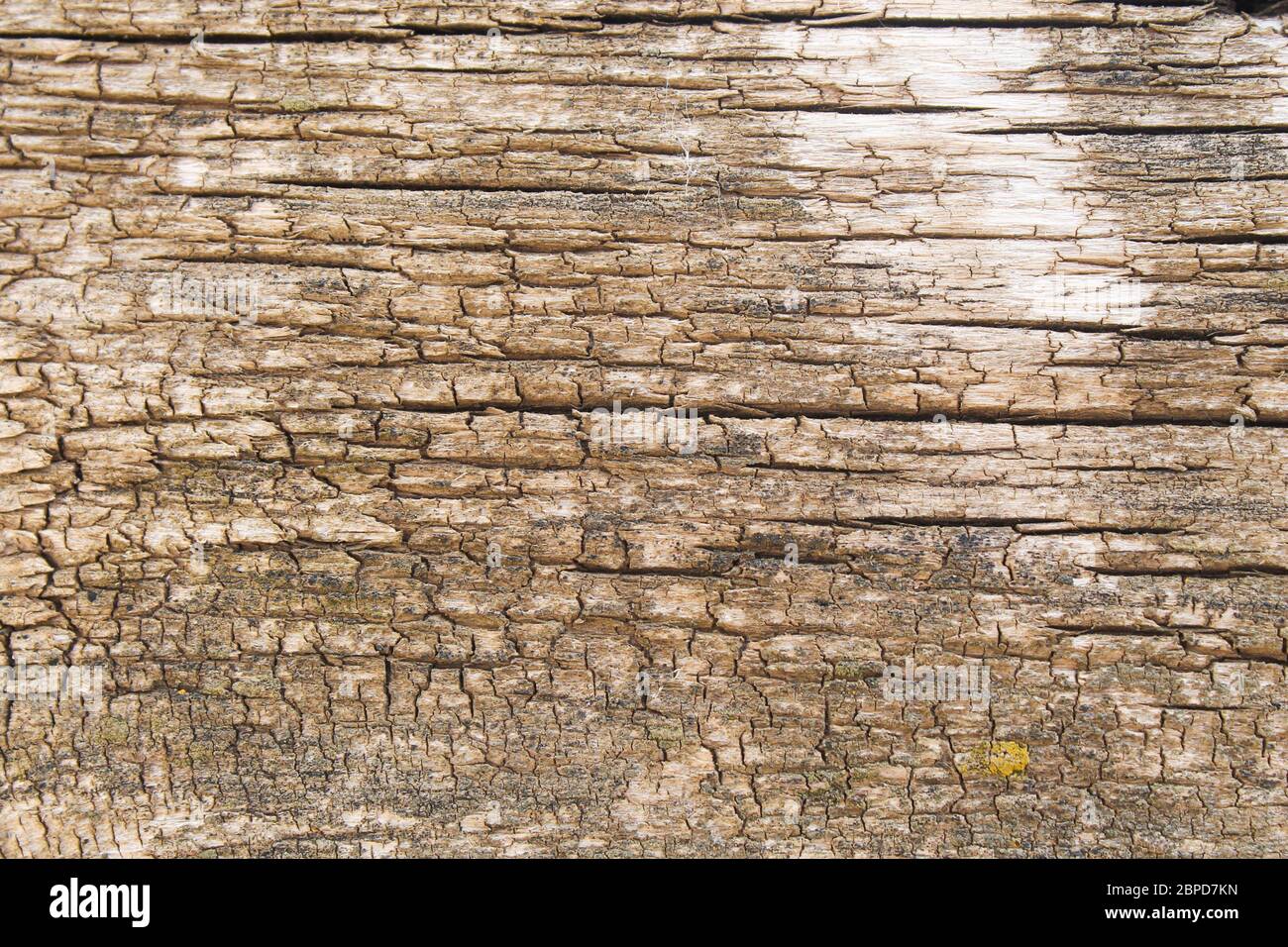 Struttura di un vecchio albero fessurato. Foto Stock