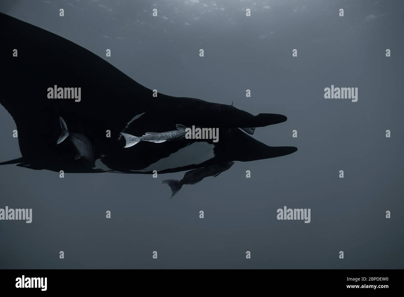 Vista subacquea a basso angolo di Manta oceanica gigante (nera) melanista (Mobula birostris) che nuota nell'Oceano Pacifico, in bianco e nero Foto Stock