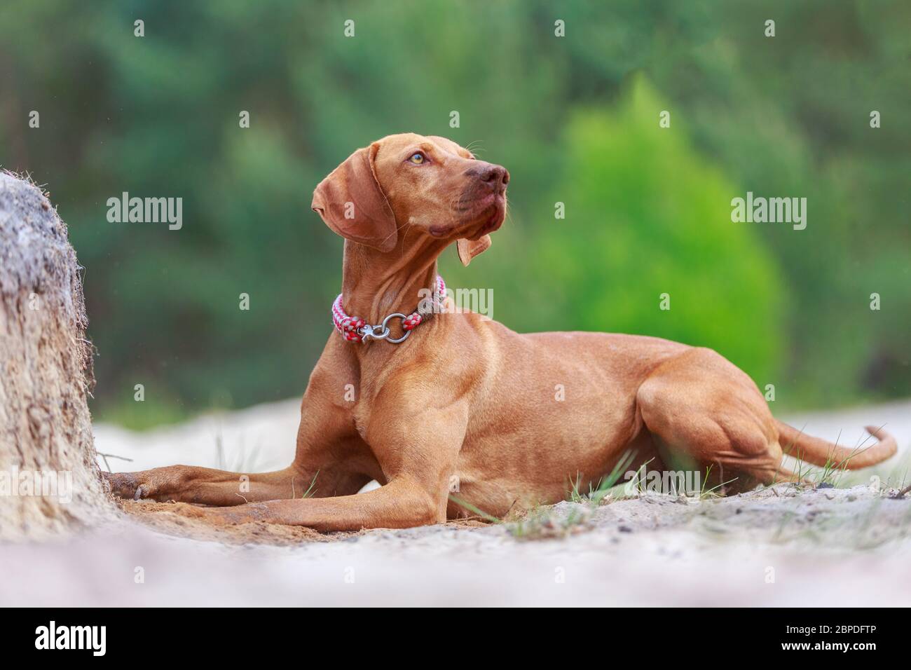 Ritratto di un giovane cane Magyar Viszla Foto Stock