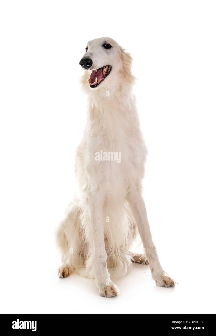 Cane bianco davanti a uno sfondo bianco Foto Stock