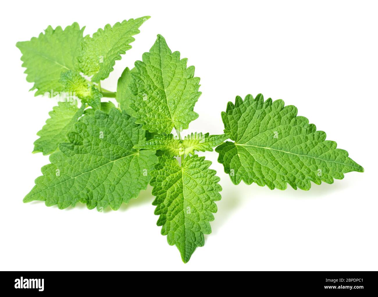 Rametti di menta coreani freschi isolati su sfondo bianco Foto Stock