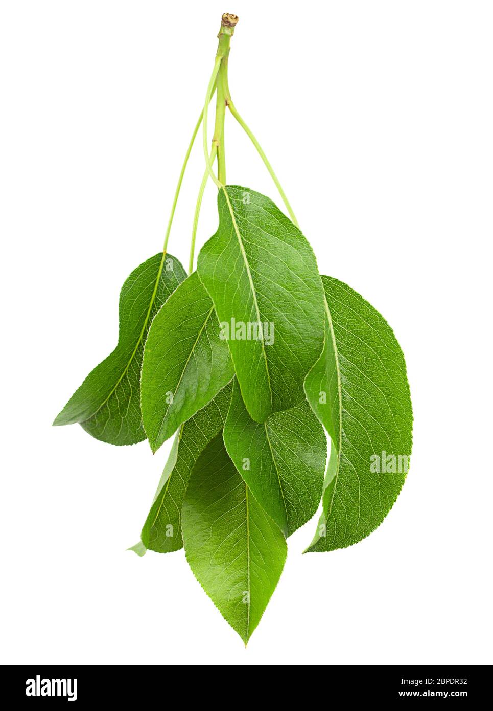 Pera leaf closeup isolati su sfondo bianco Foto Stock