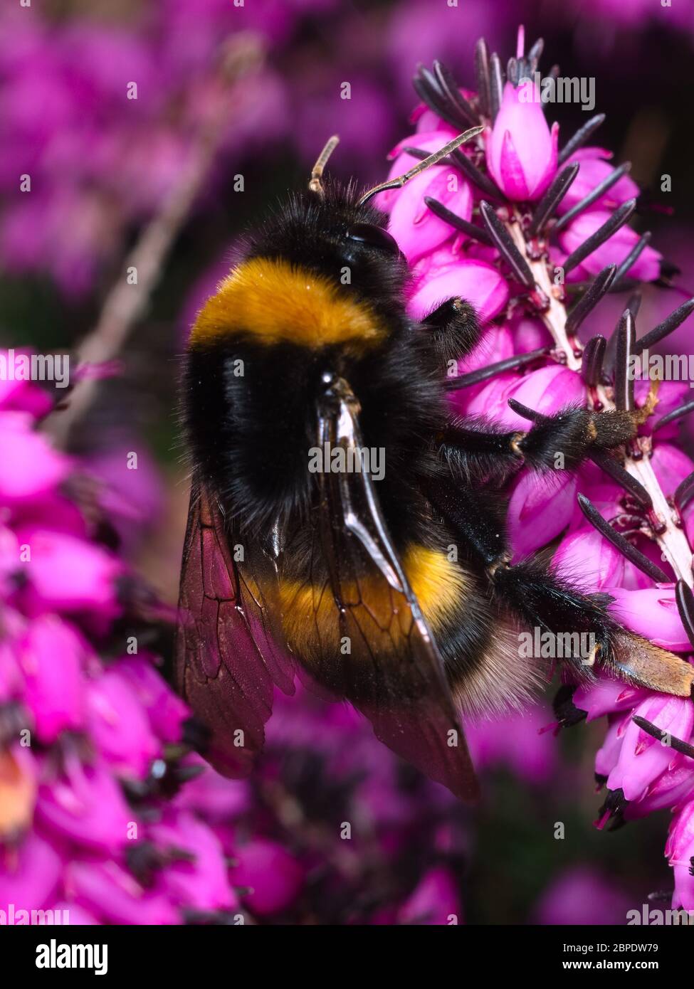 Foraging bumblebee volare di fronte a un fiore viola in cerca di polline alla fine della stagione invernale Foto Stock