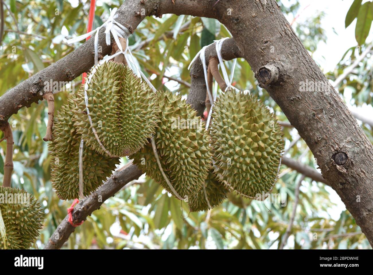 Duriani sull'albero duriano nel frutteto duriano . Re di frutta. Fresco durian appeso sull'albero nel frutteto giardino tropicale frutta estiva in attesa di Foto Stock