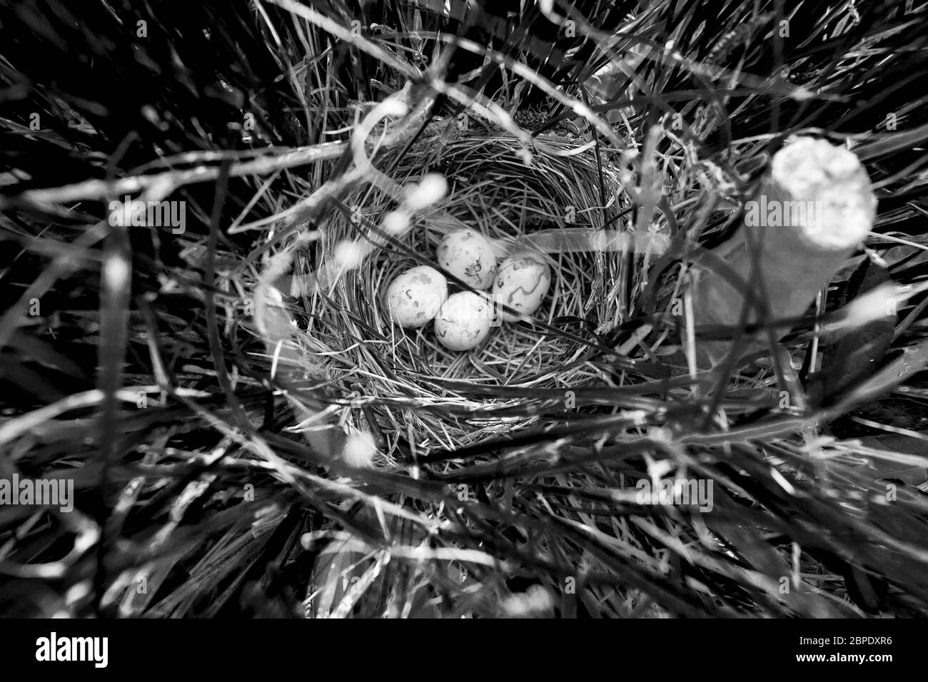 Un nido con quattro uova di uccello nero alato rosso (Agelaius phoeniceus) si trova in erbe in una palude nella regione Catskills di New York, Stati Uniti Foto Stock