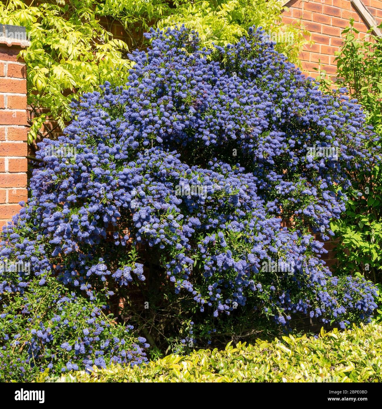 Ceanothus 'Puget Blue' californiano Lilac cespuglio coperto in fiori blu profondo fiorito nel mese di maggio, Leicestershire, Inghilterra, Regno Unito Foto Stock