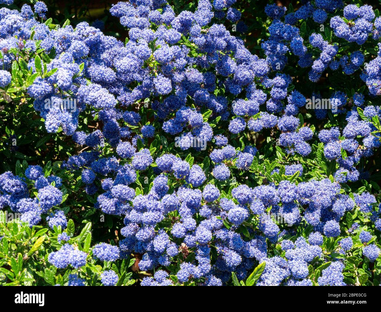 Ceanothus 'Puget Blue' californiano Lilac cespuglio coperto in fiori blu profondo fiorito nel mese di maggio, Leicestershire, Inghilterra, Regno Unito Foto Stock