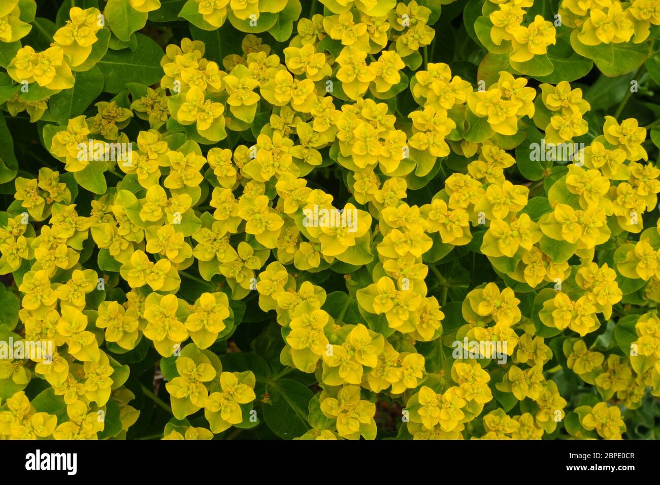 Closeup di Euphorbia polychroma cuscino spurge (Euphorbia epitymoides) fiori gialli e verde fogliame a primavera, Inghilterra, Regno Unito Foto Stock