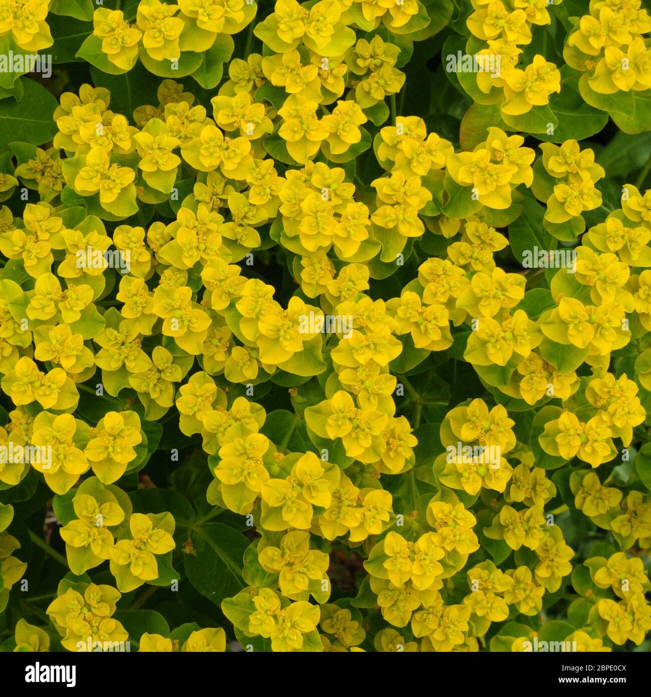 Closeup di Euphorbia polychroma cuscino spurge (Euphorbia epitymoides) fiori gialli e verde fogliame a primavera, Inghilterra, Regno Unito Foto Stock