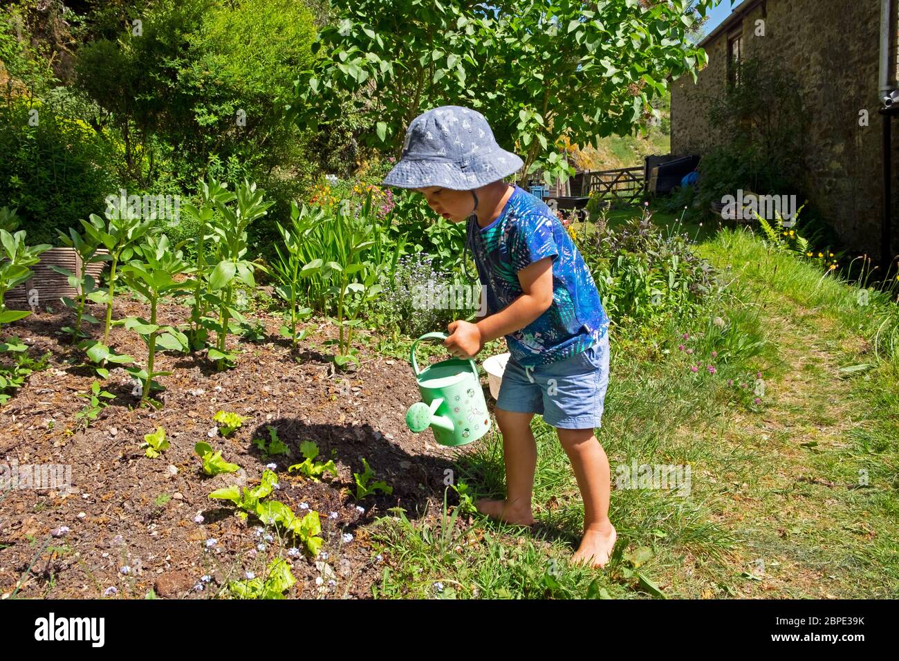 Bambino piccolo ragazzo 3 con annaffiatura può indossare un cappello che versa acqua sulle lattughe delle piante in giardino asciutto di maggio in Galles primavera Gran Bretagna KATHY DEWITT Foto Stock