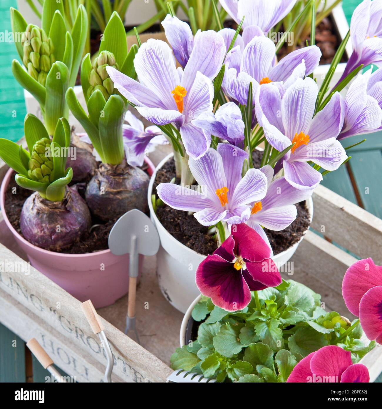 Verschiedene Fruehlingsblumen in Toepfen Foto Stock