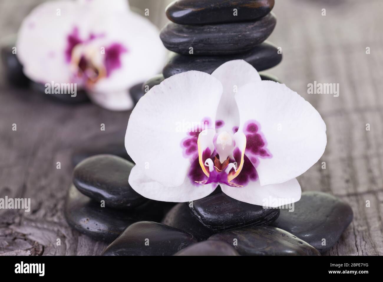 White moth Orchid e pietre nere sul ponte spiovente Foto Stock