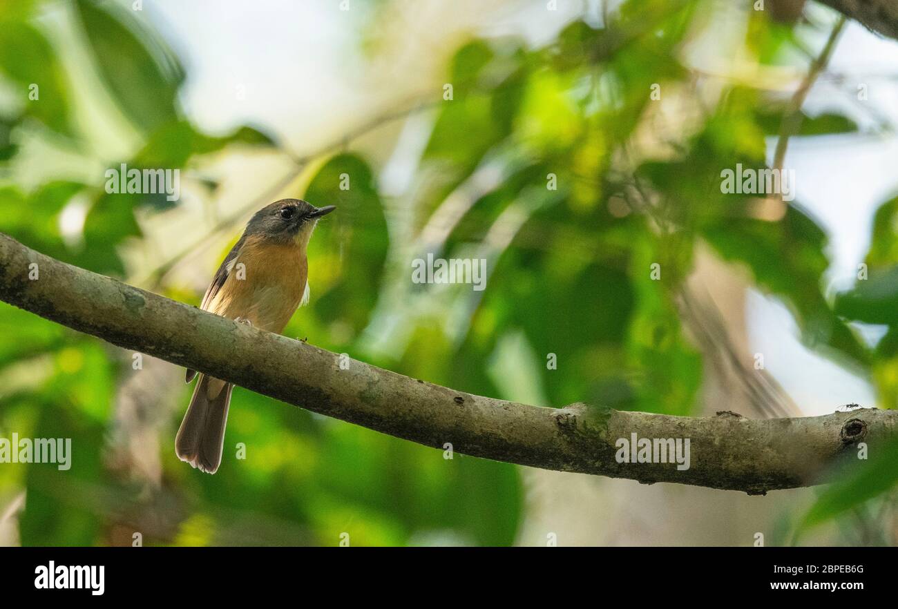 Flycatcher blu con riflessi chiari, Cyornis poliogenys, Deathing Patkai Wild LIFE Sanctuary, Assam, India Foto Stock