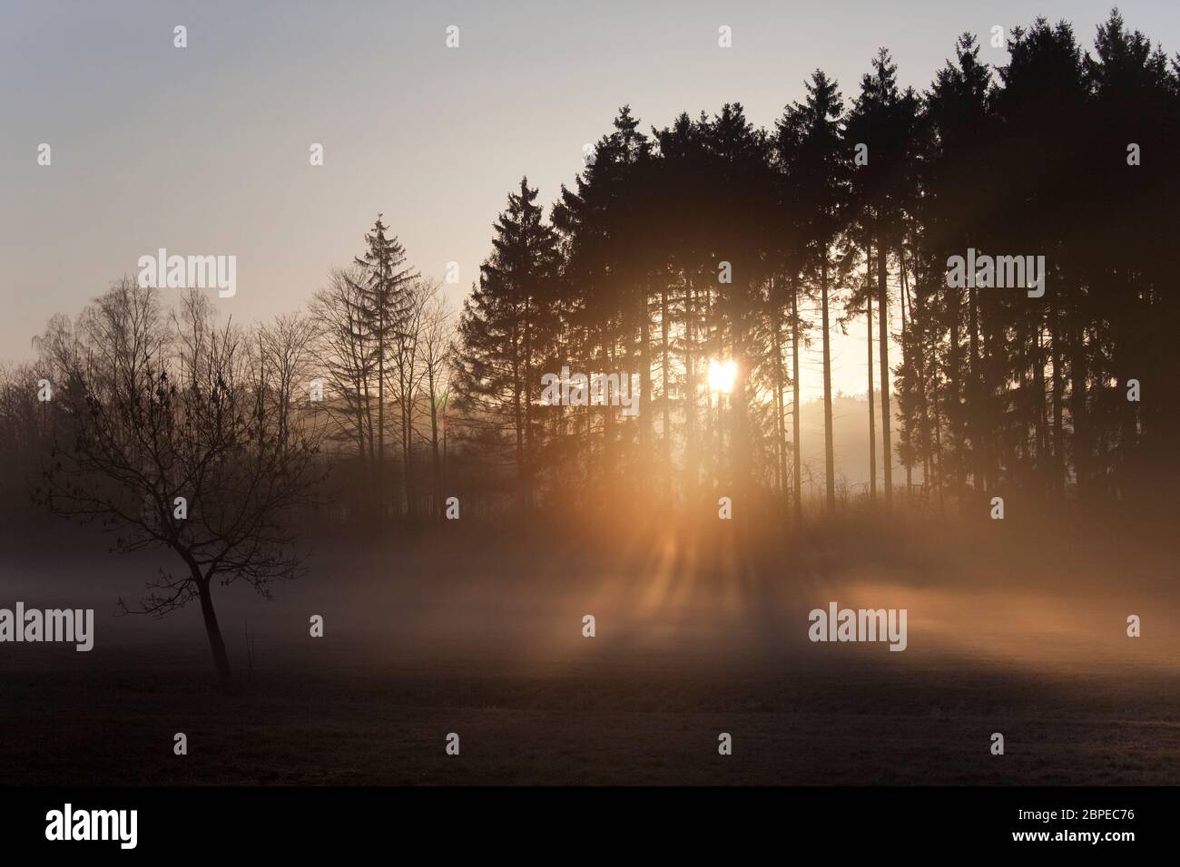 Sonnenaufgang im Nebel auf dem Feld,Wiesen und Wälder im Frühling,Nebelschwaden und durchbrechende Sonne Foto Stock