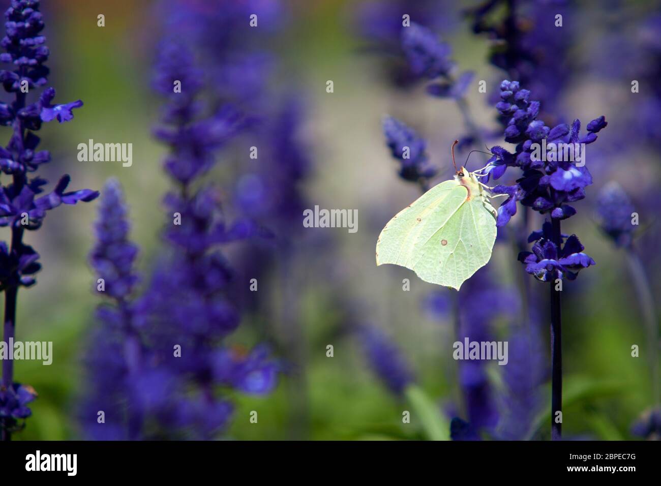 Primo piano di un brimstone butterfly in un campo di porpora, salvia, estate Foto Stock