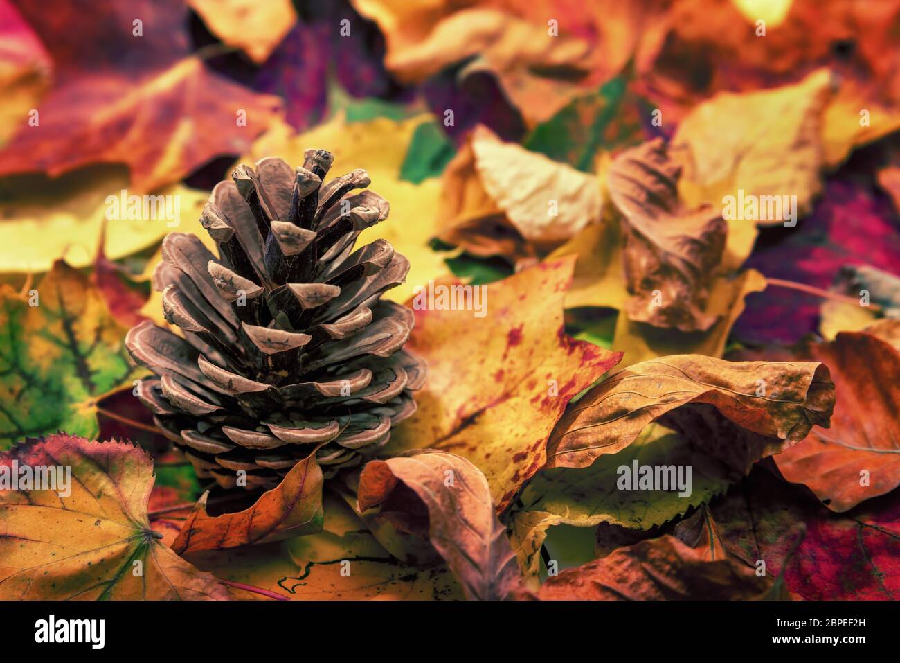 Tannenzapfen auf buntem Laub am Waldboden, schöne Herbstfarben, Studioaufnahme Foto Stock