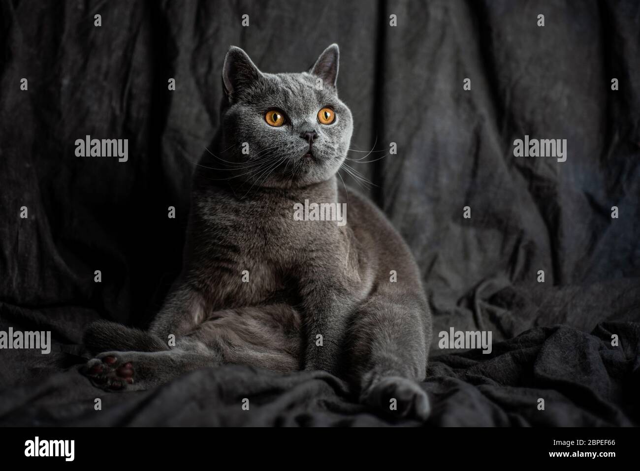 Bel gatto grigio su sfondo scuro Foto Stock