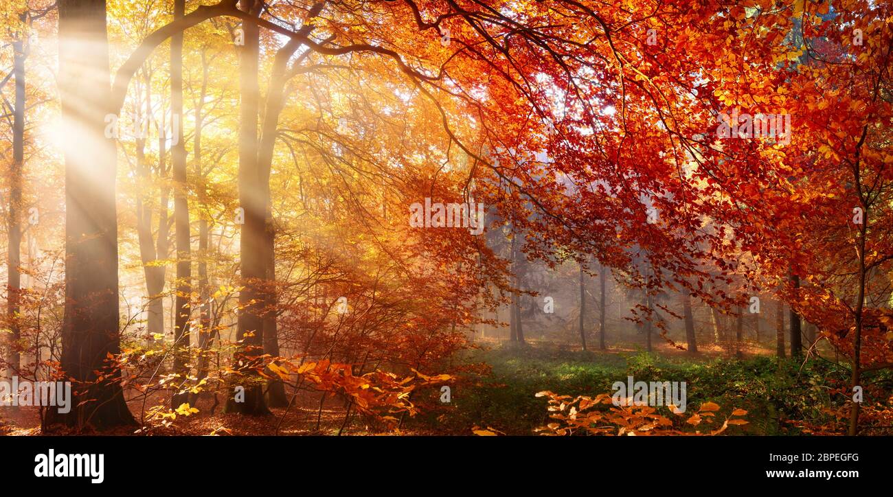 Autunno in foresta, Sunray cadere attraverso la nebbia e un bellissimo albero rosso Foto Stock